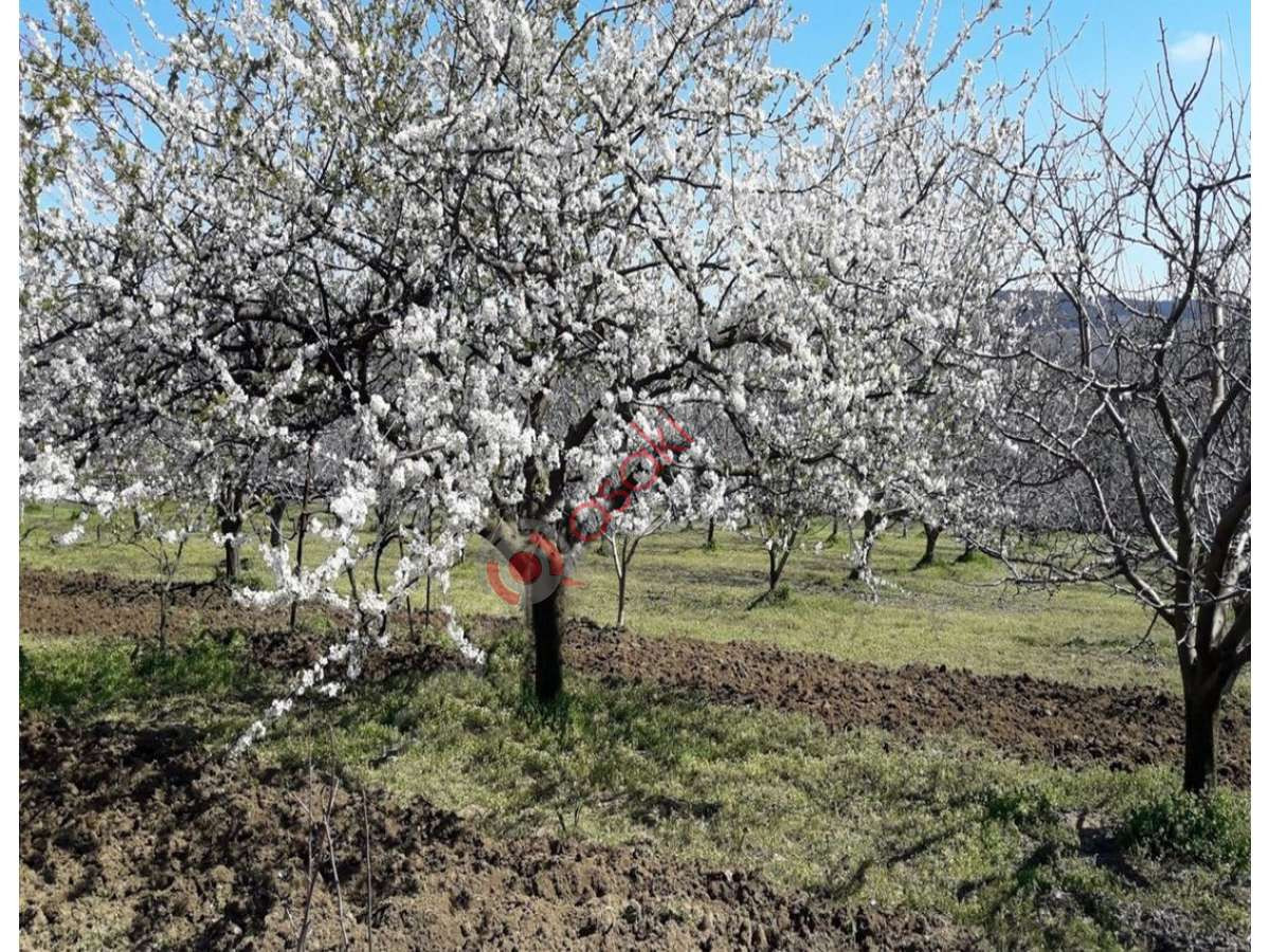 çatalca Elbasan'da Köşe Kupon 12450 M² Satılık Arazi - Büyük 3