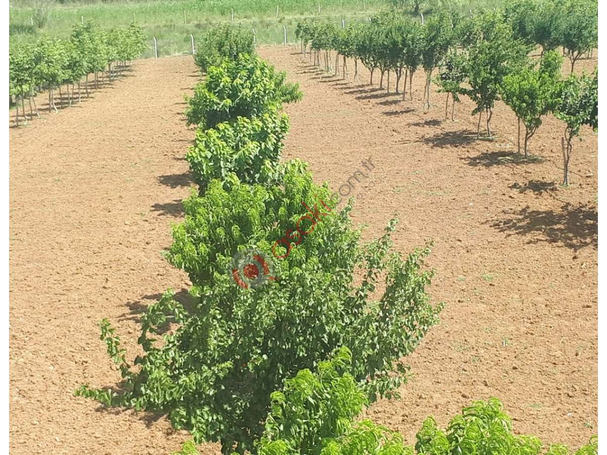 Tekirdağ M.ereğlisinde Satılık 17 Dönüm Satılık Bahçe - Büyük 9