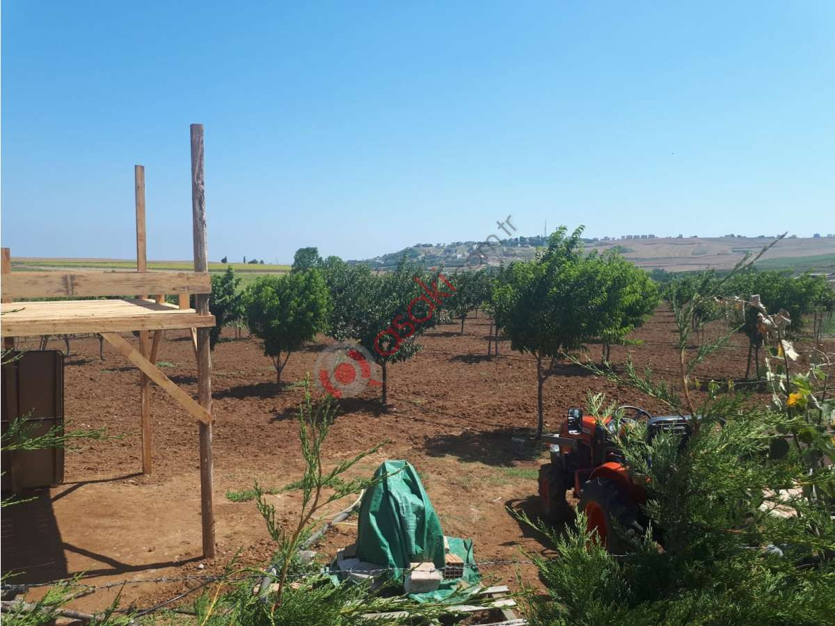 Tekirdağ M.ereğlisinde Satılık 17 Dönüm Satılık Bahçe - Büyük 10