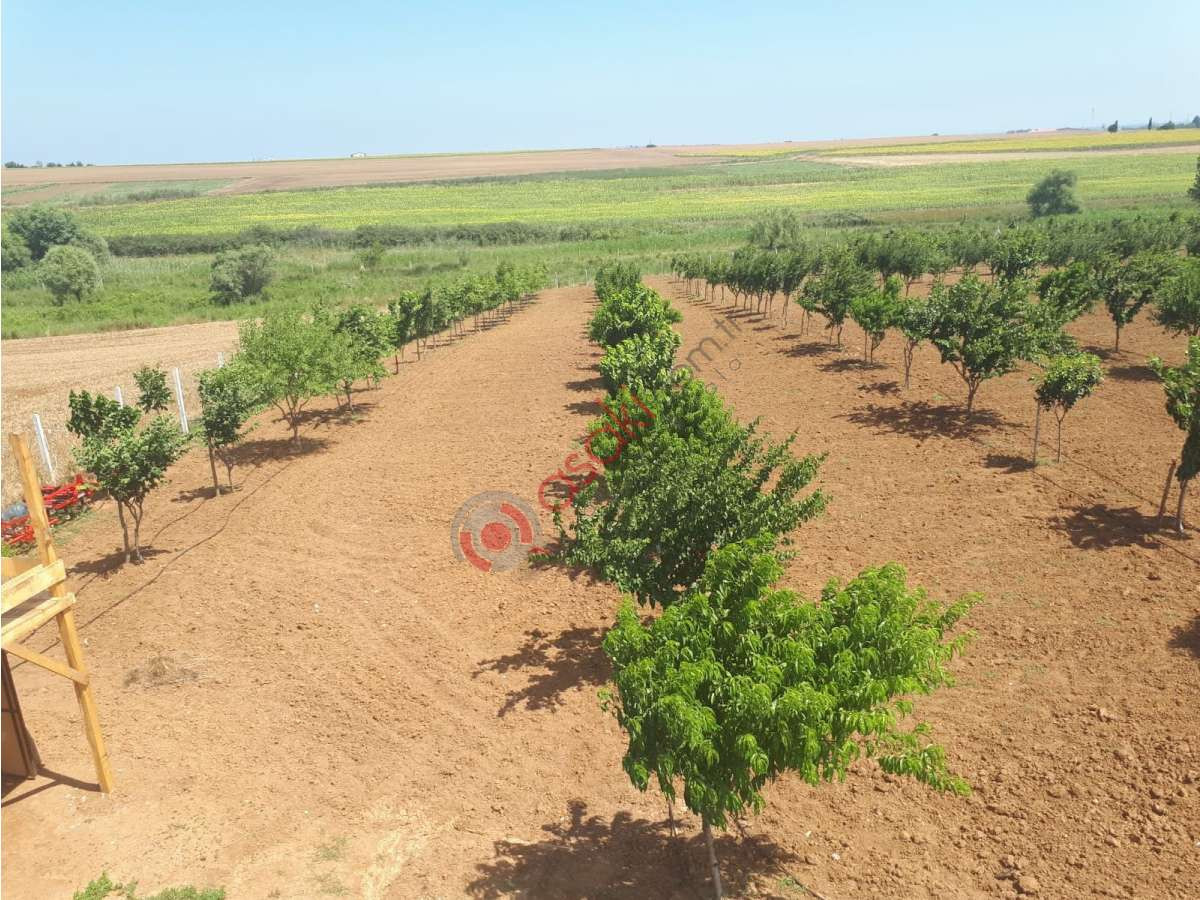 Tekirdağ M.ereğlisinde Satılık 17 Dönüm Satılık Bahçe - Büyük 11