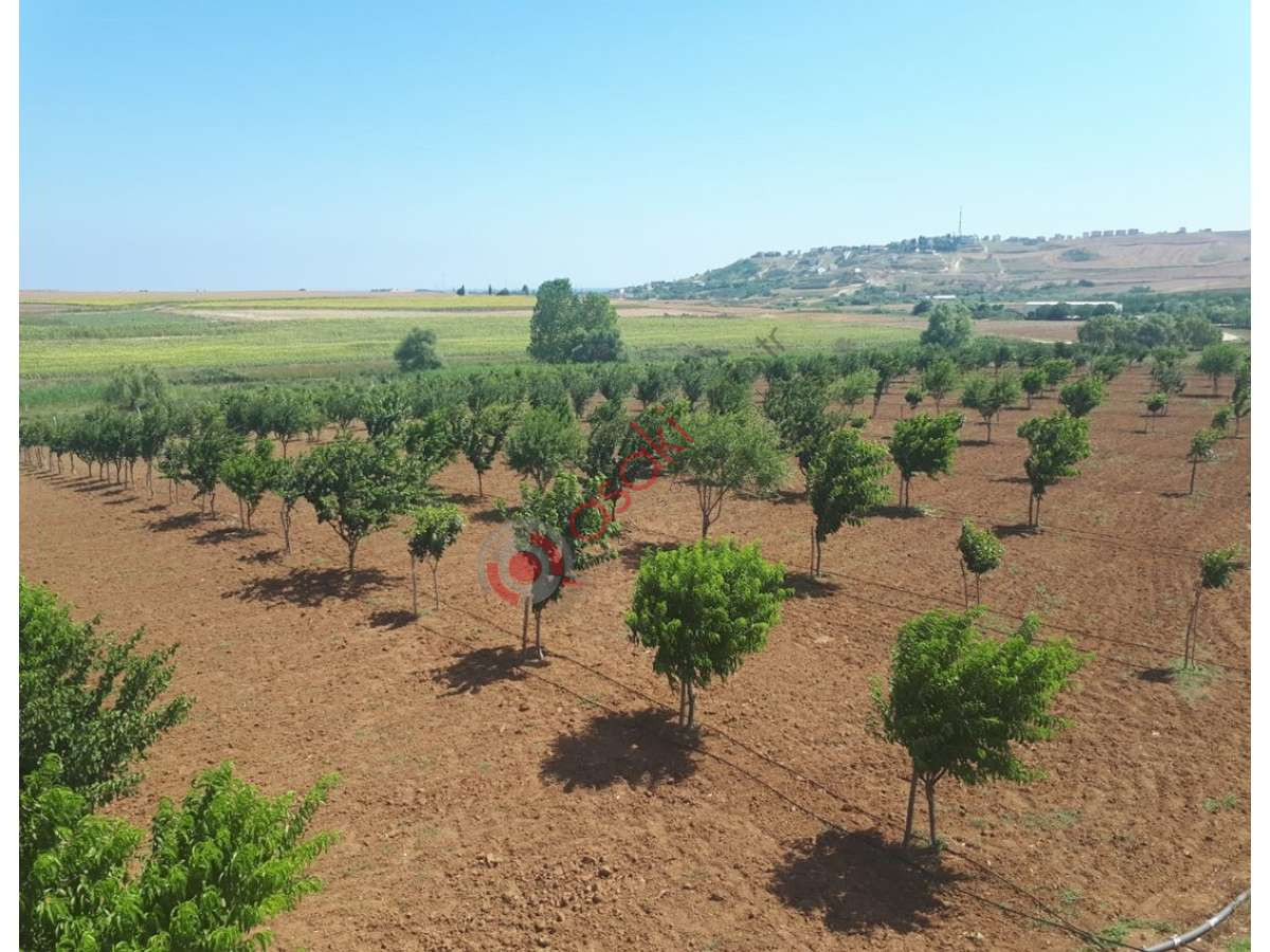 Tekirdağ M.ereğlisinde Satılık 17 Dönüm Satılık Bahçe - Büyük 17