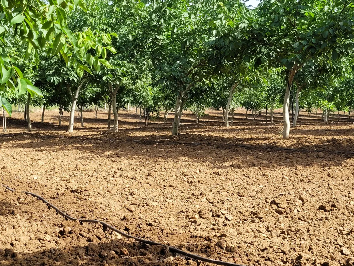 Tekirdağ M.ereğlisinde Satılık 17 Dönüm Satılık Bahçe - Büyük 21