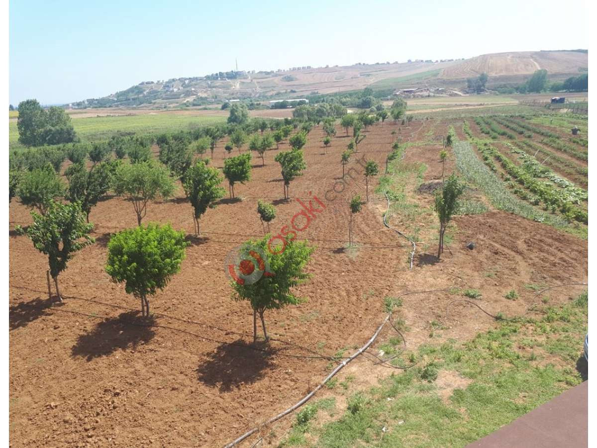 Tekirdağ M.ereğlisinde Satılık 17 Dönüm Satılık Bahçe - Büyük 1