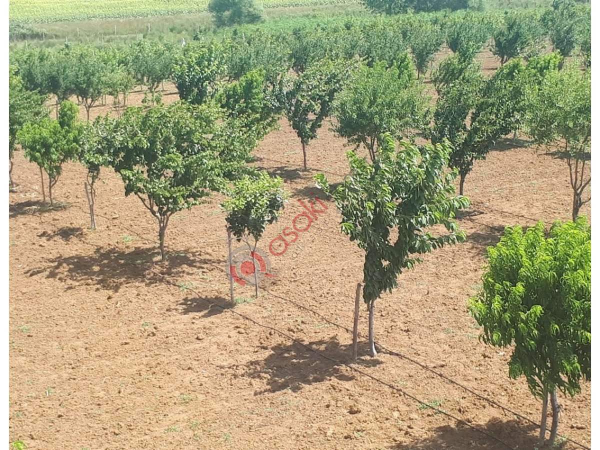 Tekirdağ M.ereğlisinde Satılık 17 Dönüm Satılık Bahçe - Büyük 4