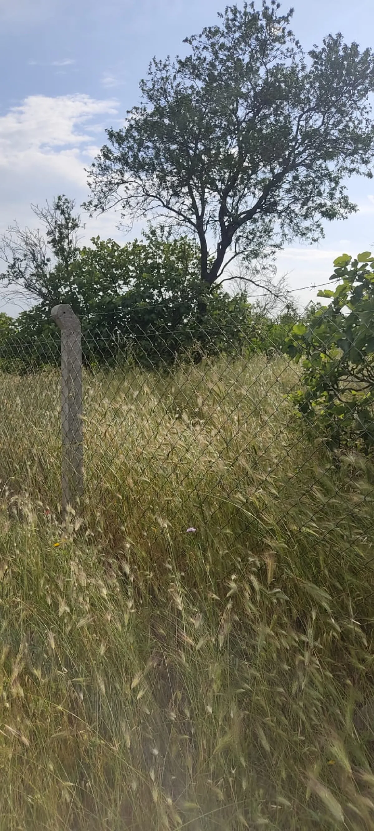 M.ereğlisi Yeni&ccedil;iftlikte Satılık Arsa - Büyük 3