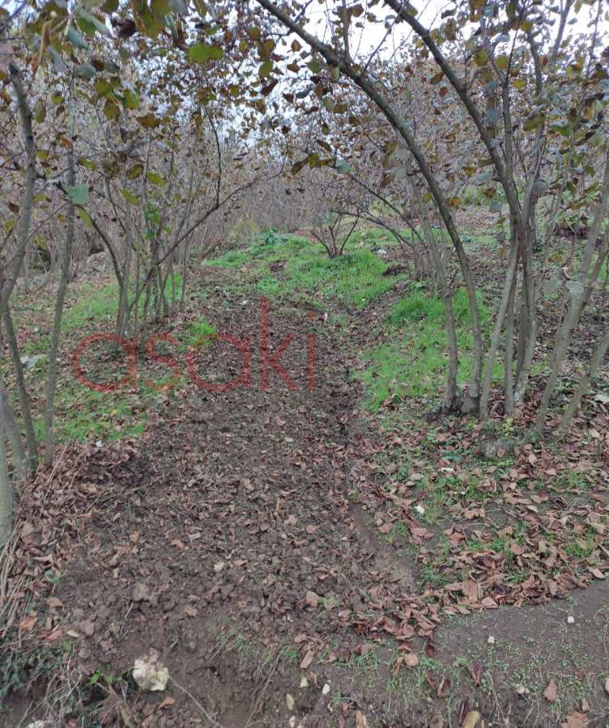 Düzce Aktaş Köyünde Satılık Fındıklık - Büyük 1