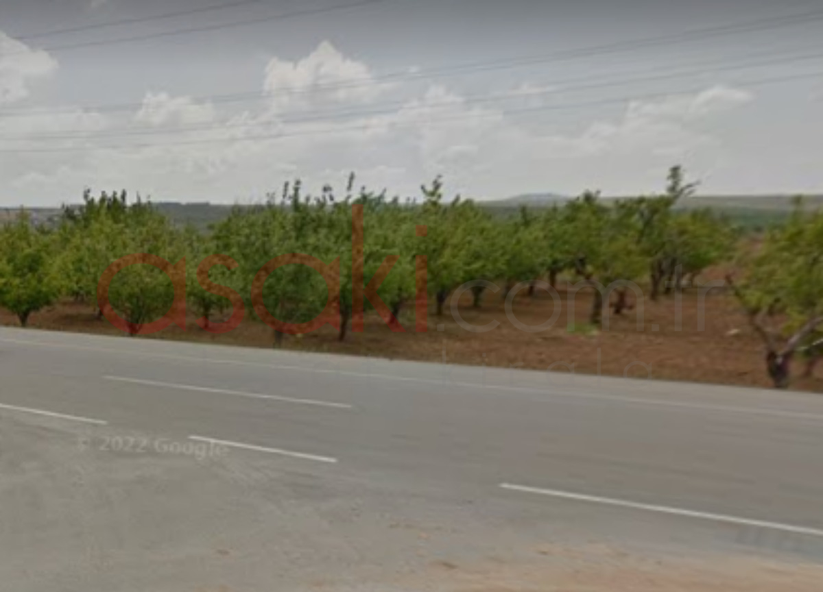 Kadirlide Müstakil Tapulu Satılık Zeytin Bahçesi