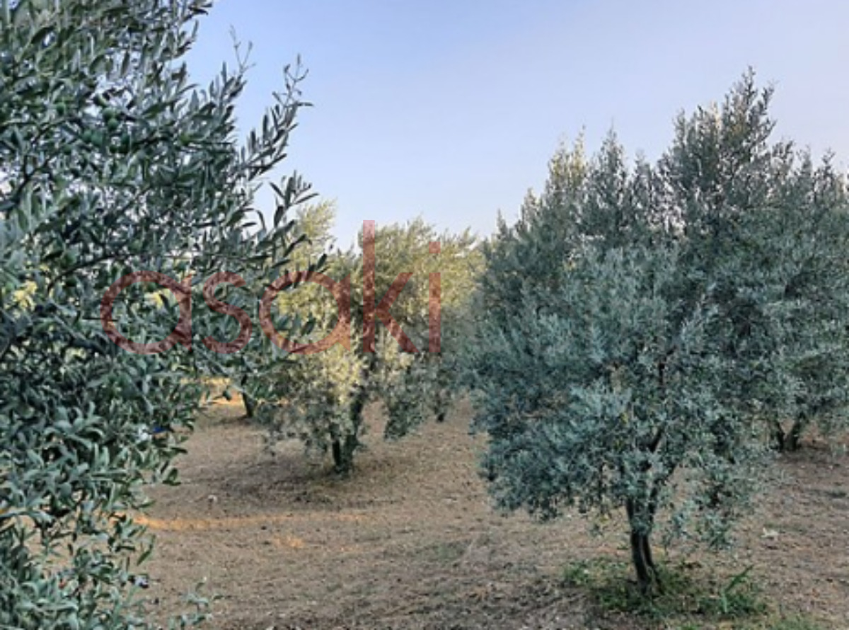 Şarköy Şenköyde Asfalt Yola Cephe 3.400 m² zeytinlik