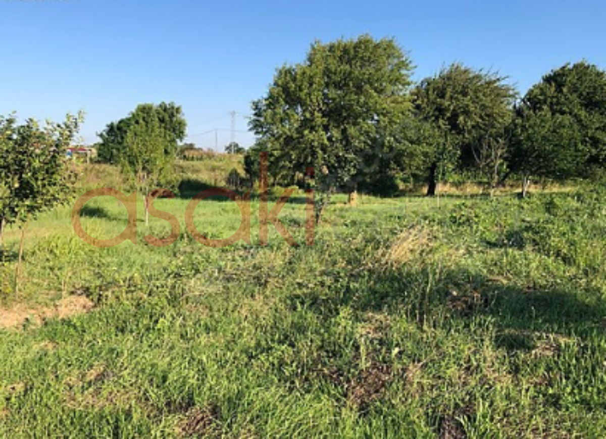 Çatalca Kestanelikte Asfalta Cephe 13.252 m² Bağ Bahçe - Büyük 1