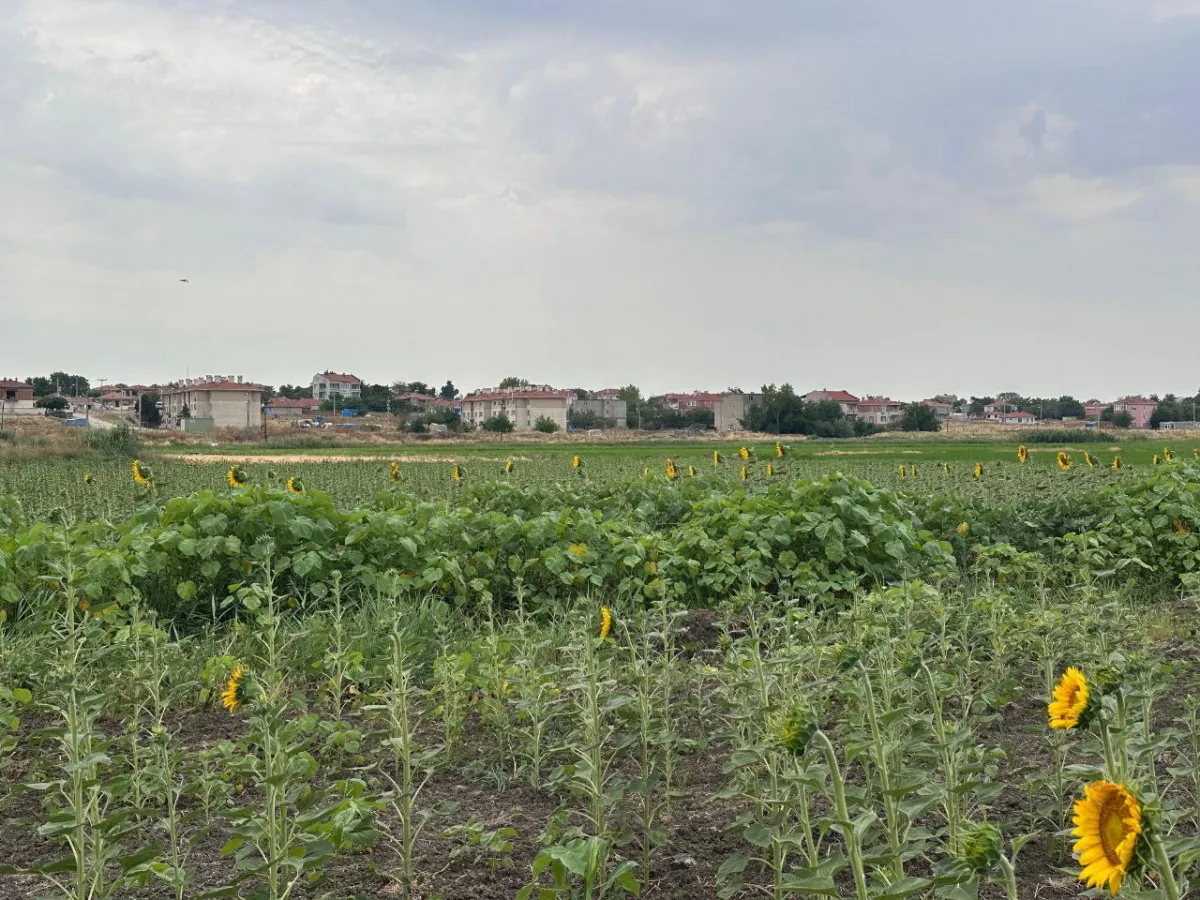 Edirne Uzunköprü İmar Sınırında Araç Takaslı Satılık Tarla - Büyük 1