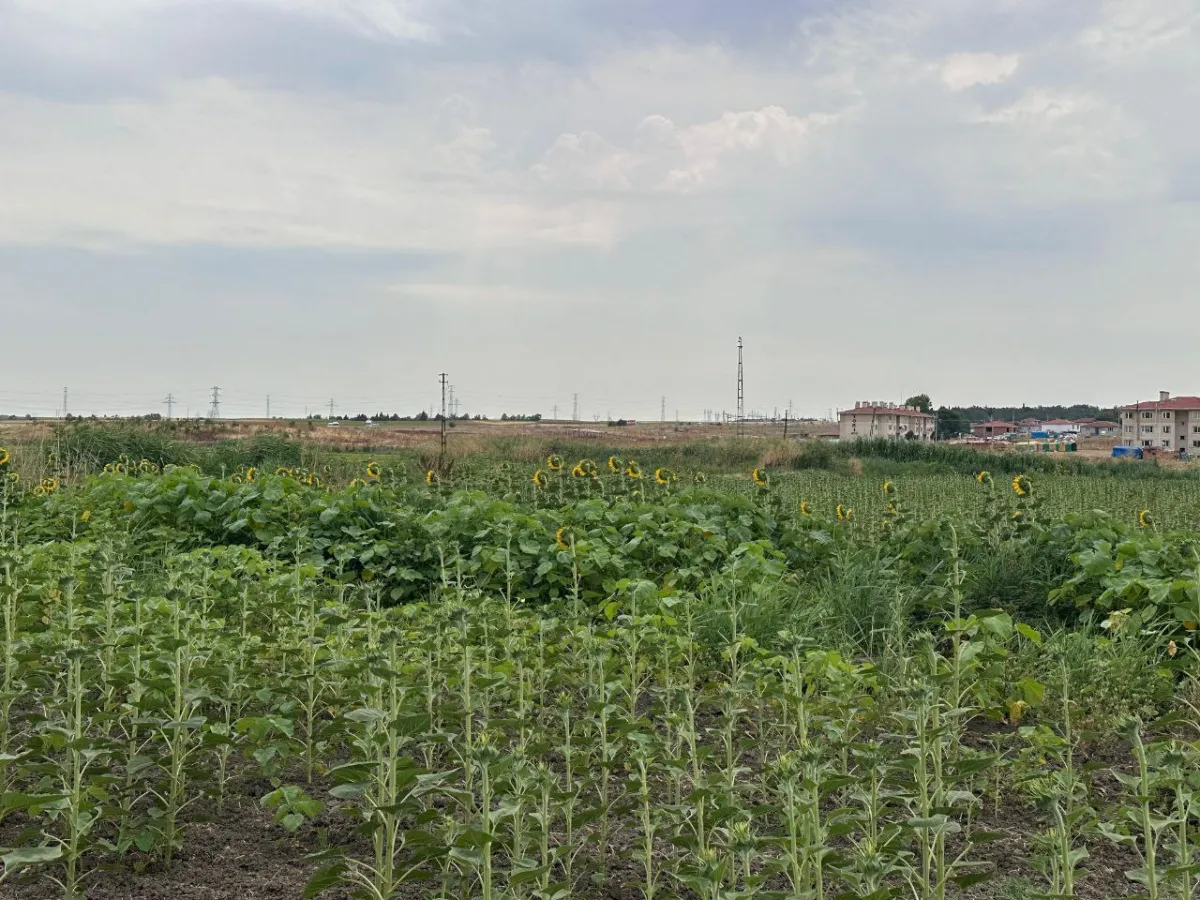 Edirne Uzunköprü İmar Sınırında Araç Takaslı Satılık Tarla - Büyük 3