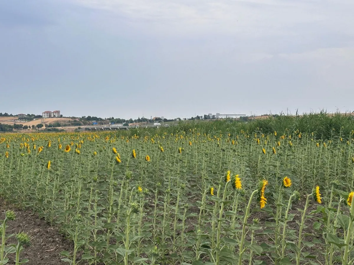 Edirne Uzunköprü İmar Sınırında Araç Takaslı Satılık Tarla - Büyük 4