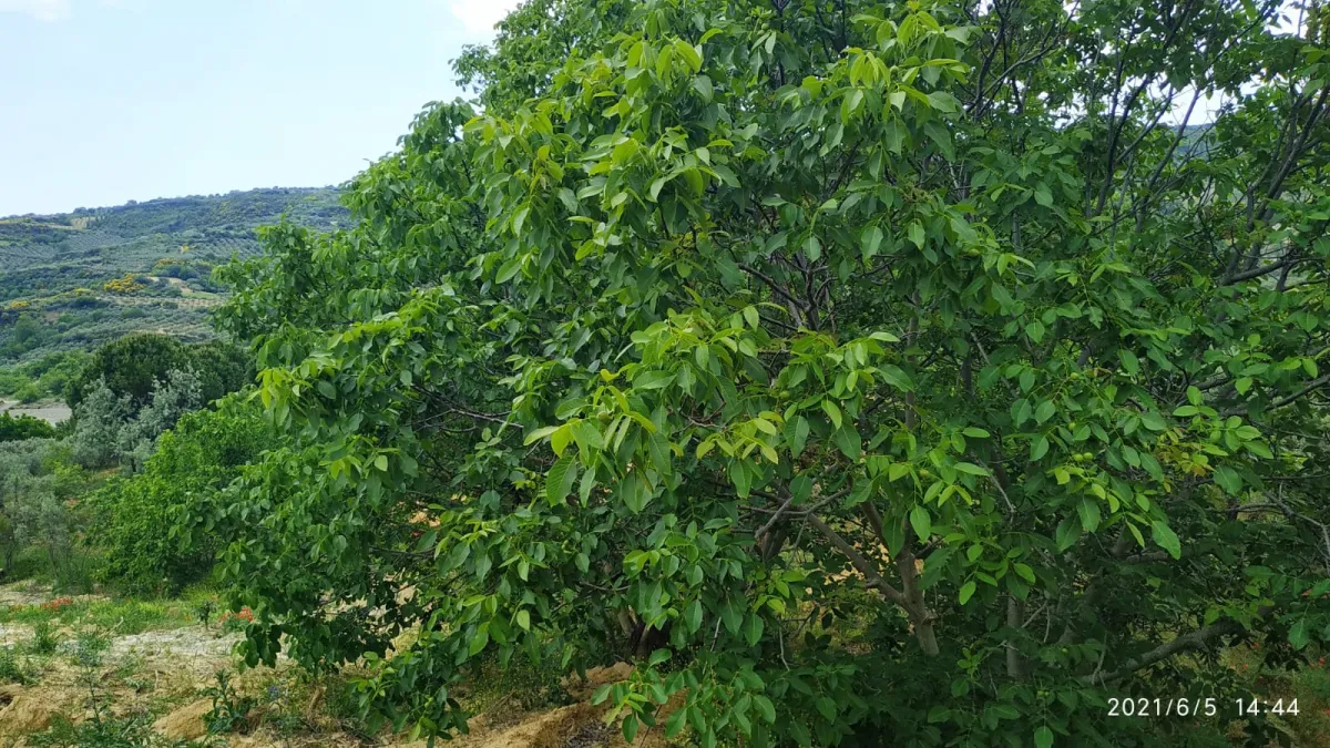 Tekirdağ Hoşköyde 13 dönümlük Satılık Tarla - Büyük 7