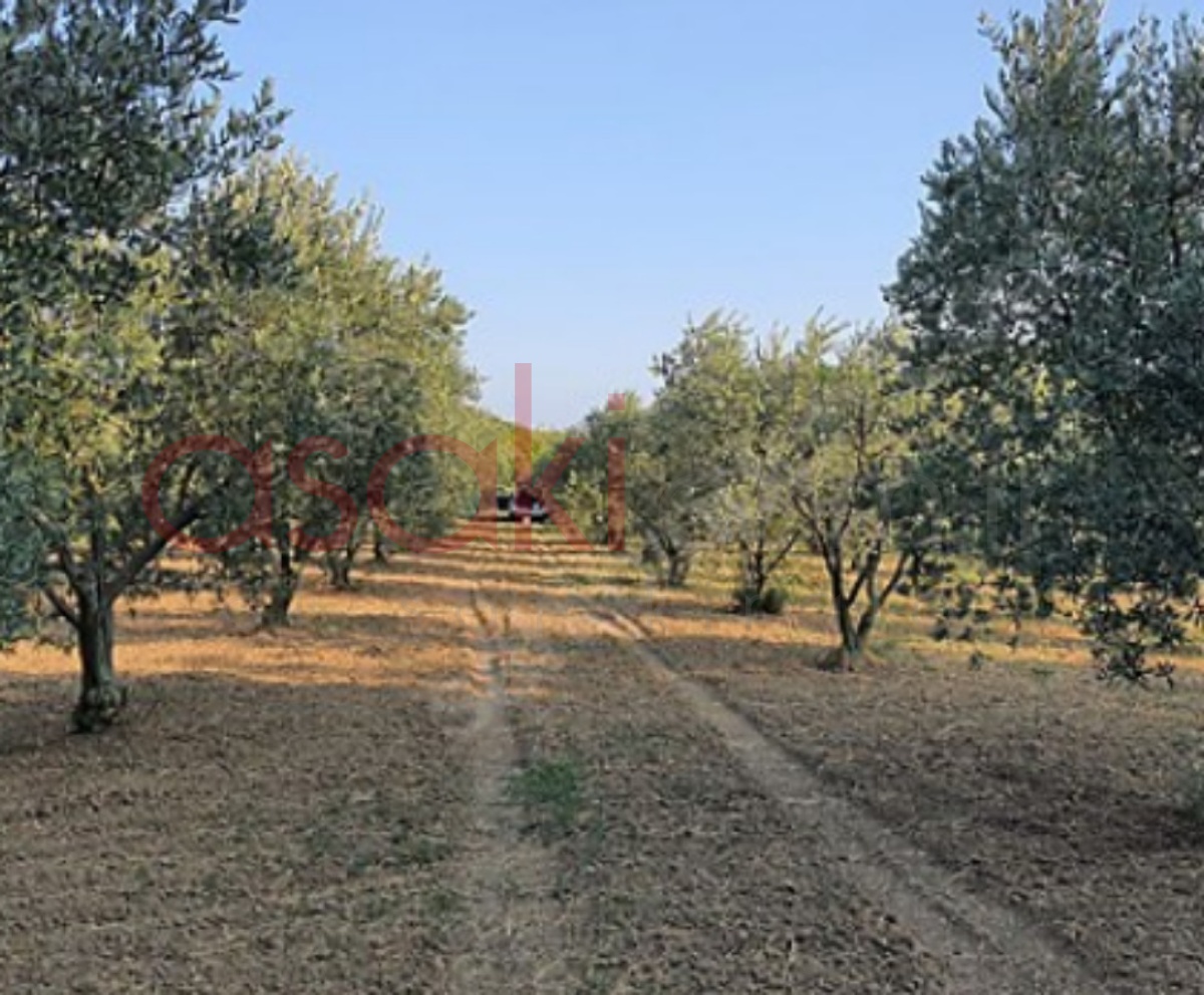 Şarköy Mürefte 5.200 M² Satılık Bağ Yeri - Büyük 0