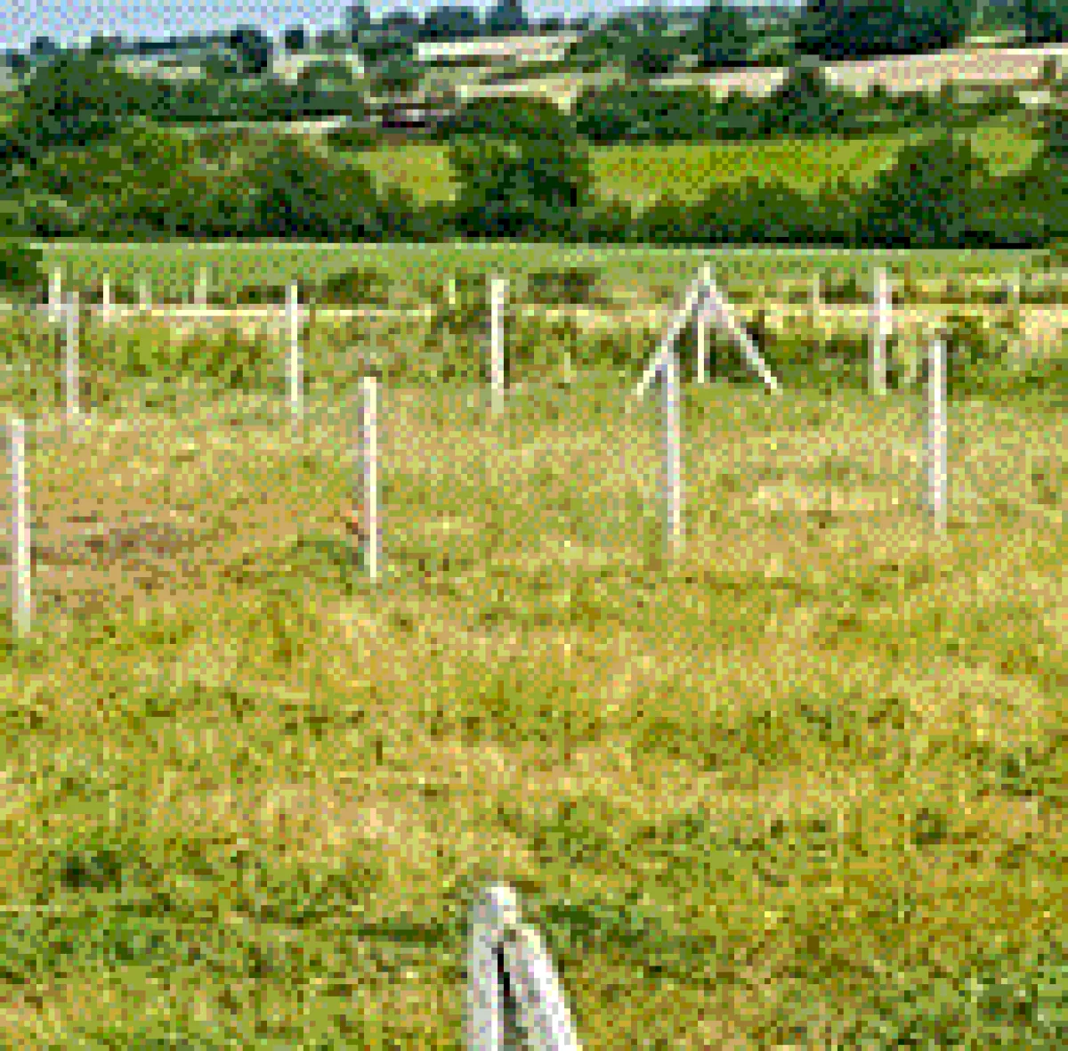Tekirdağ Kapaklı'da 6.625 M² Satılık Tarla