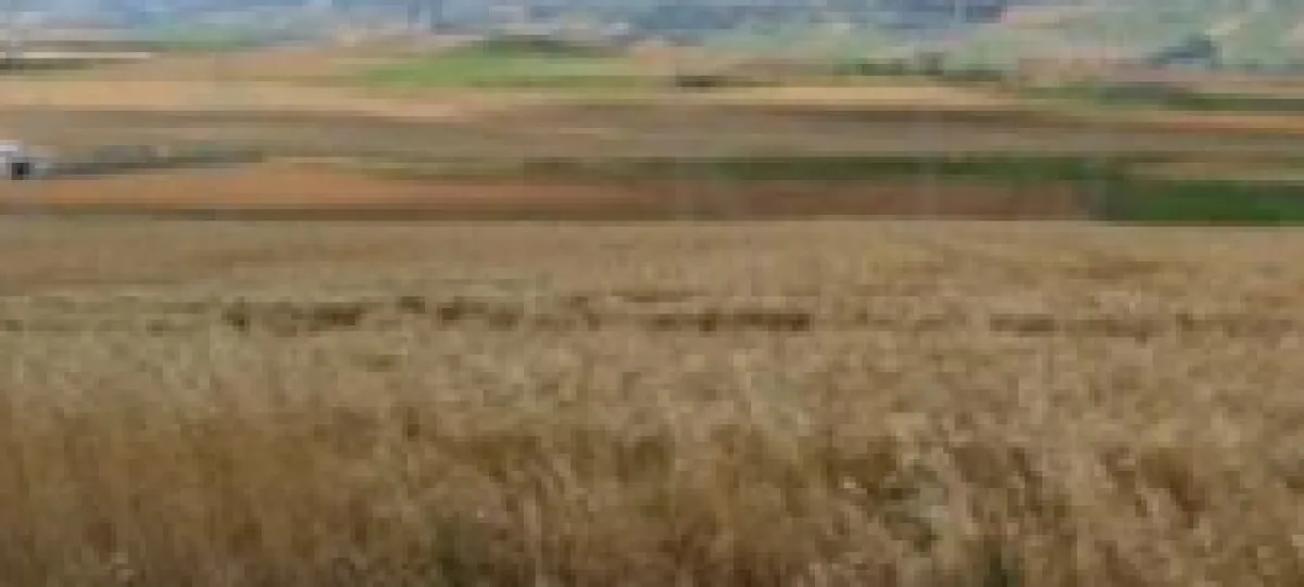 Tekirdağ Uzunhacı'da  7.178 M² Satılık Tarla