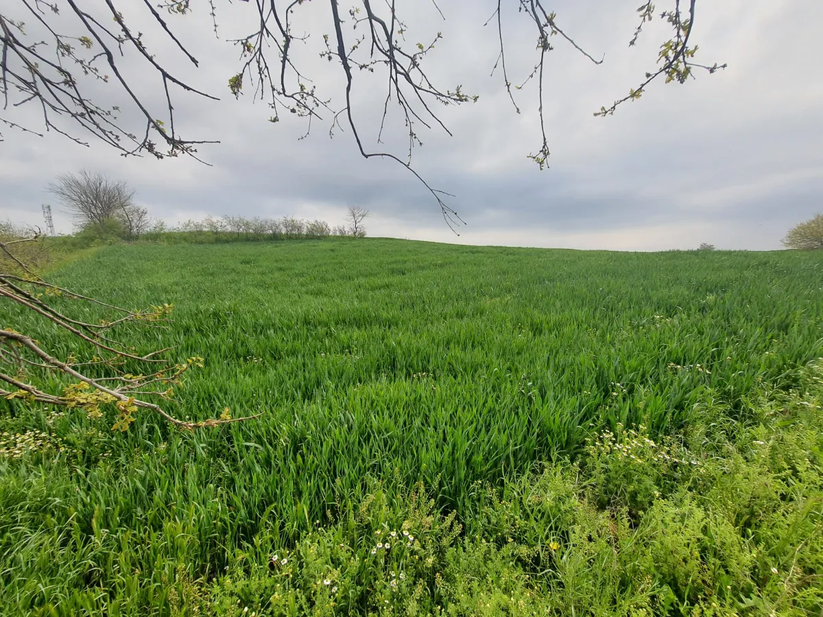Edirne Meriç Subaşında 1.297 M2 Tek Tapu Satılık Tarla - Büyük 4