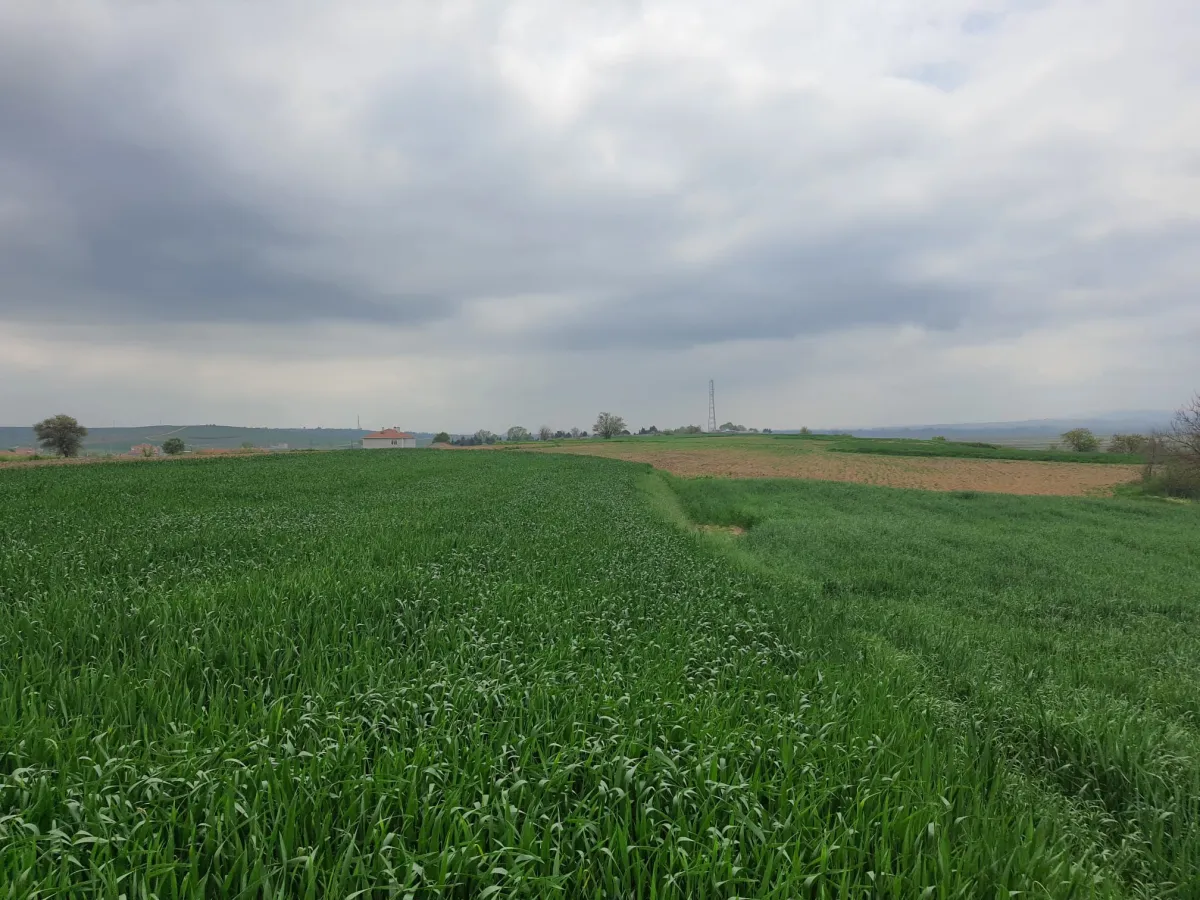 Edirne Meriç Subaşında 1.297 M2 Tek Tapu Satılık Tarla - Büyük 5