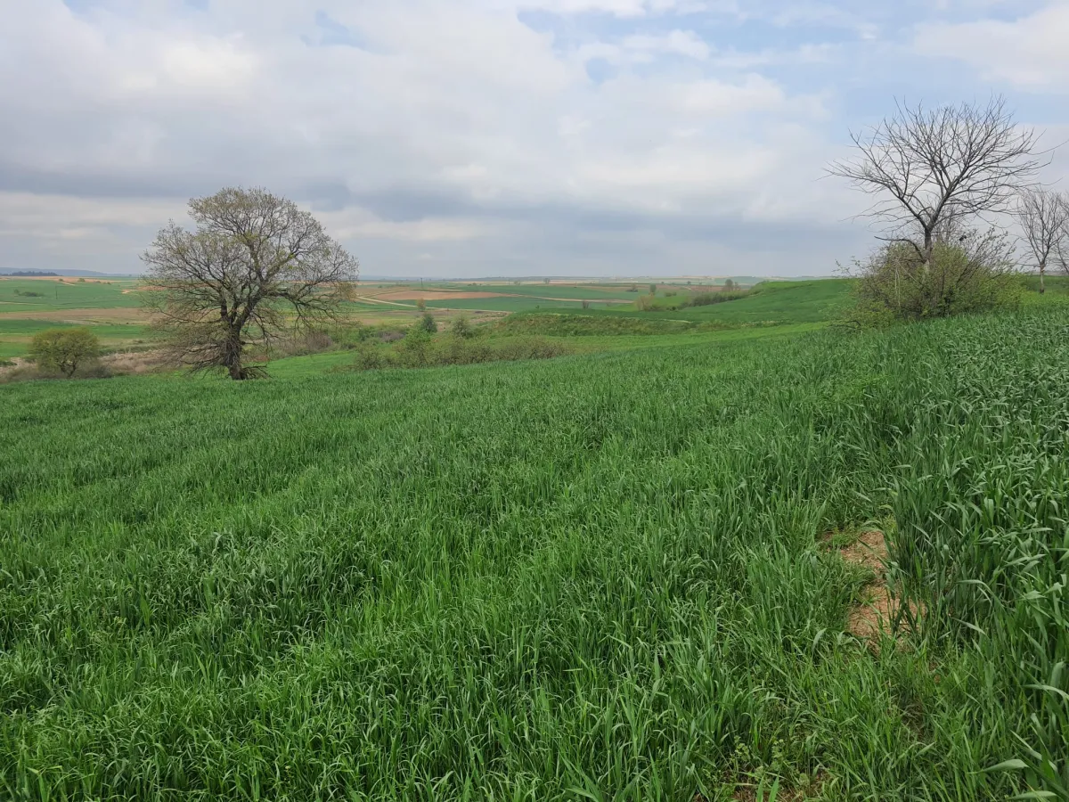 Edirne Meriç Subaşında 1.297 M2 Tek Tapu Satılık Tarla - Büyük 14