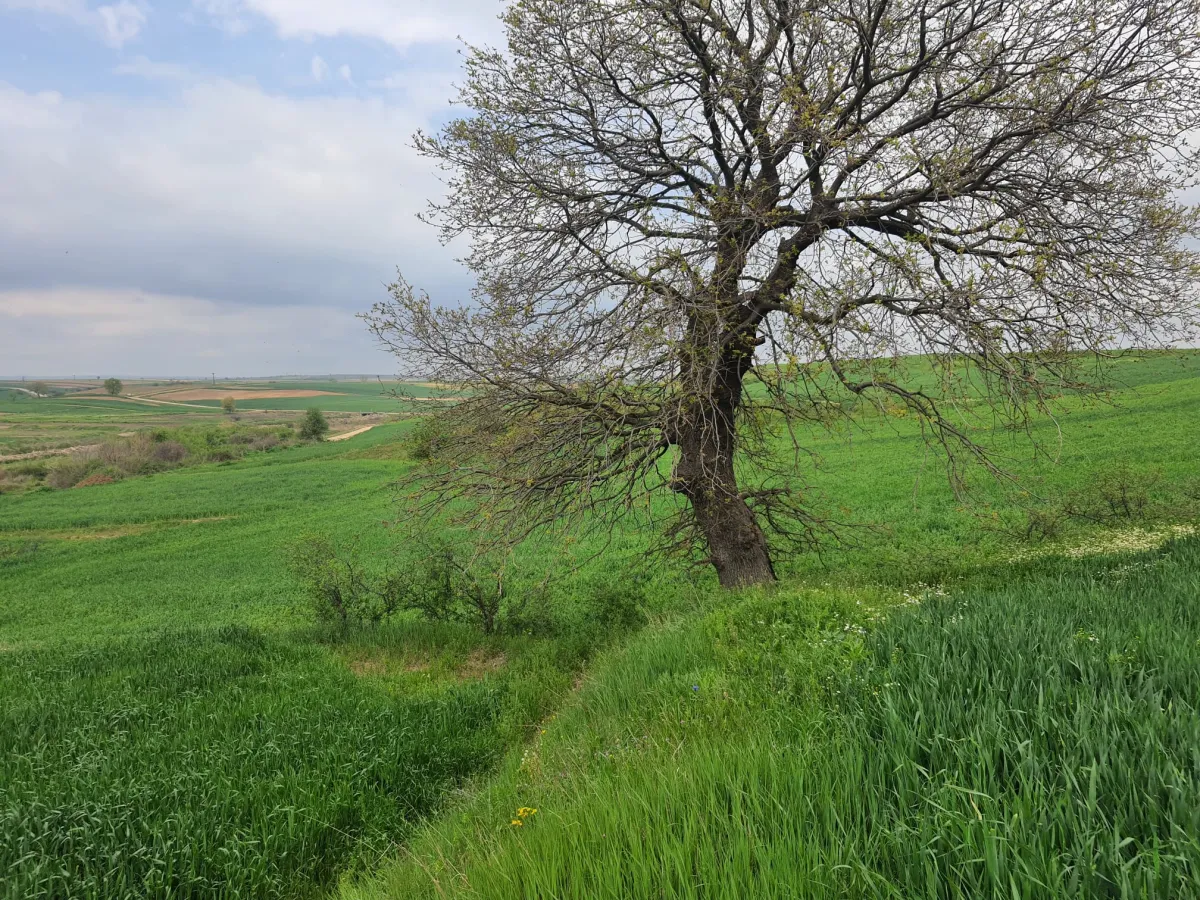 Edirne Meriç Subaşında 1.297 M2 Tek Tapu Satılık Tarla - Büyük 19
