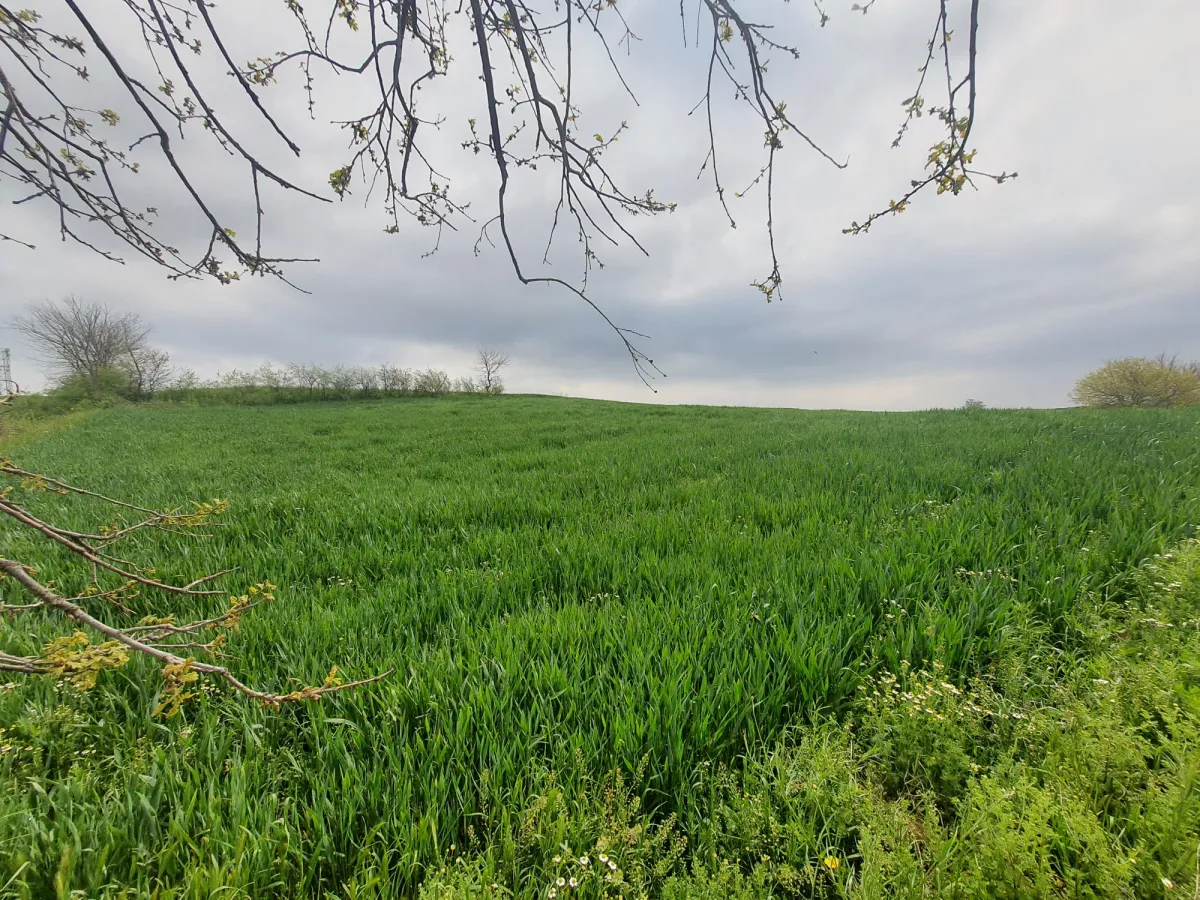 Edirne Meriç Subaşında 1.297 M2 Tek Tapu Satılık Tarla - Büyük 21