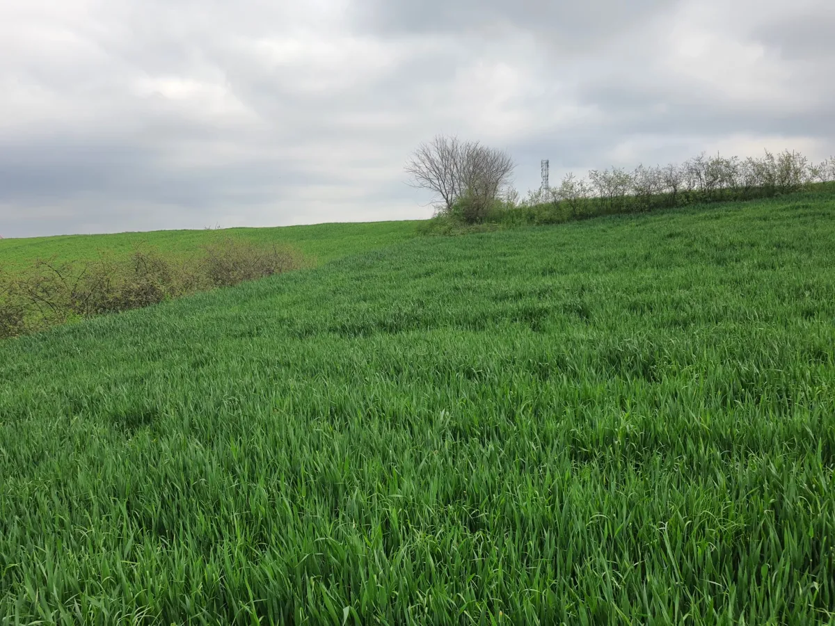 Edirne Meriç Subaşında 1.297 M2 Tek Tapu Satılık Tarla - Büyük 9