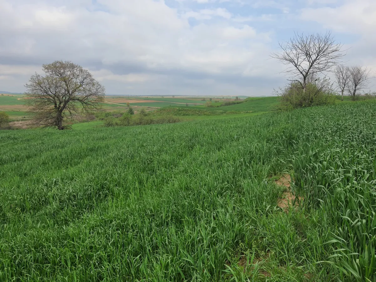 Edirne Meriç Subaşında 1.297 M2 Tek Tapu Satılık Tarla - Büyük 12