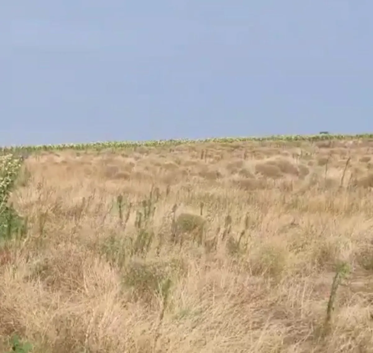 Tek Tapu Kadastrol Yola Cephe 3339 m2 Satılık Tarla - Büyük 1