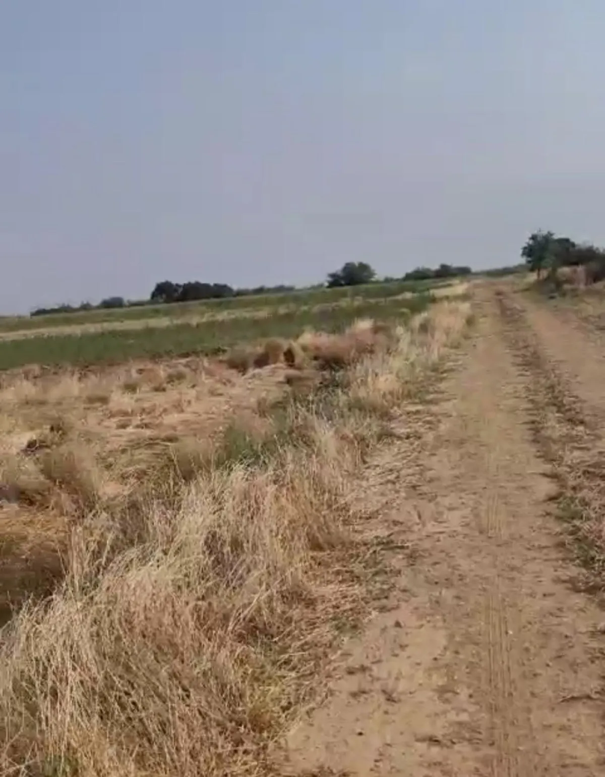 Tek Tapu Kadastrol Yola Cephe 3339 m2 Satılık Tarla - Büyük 3