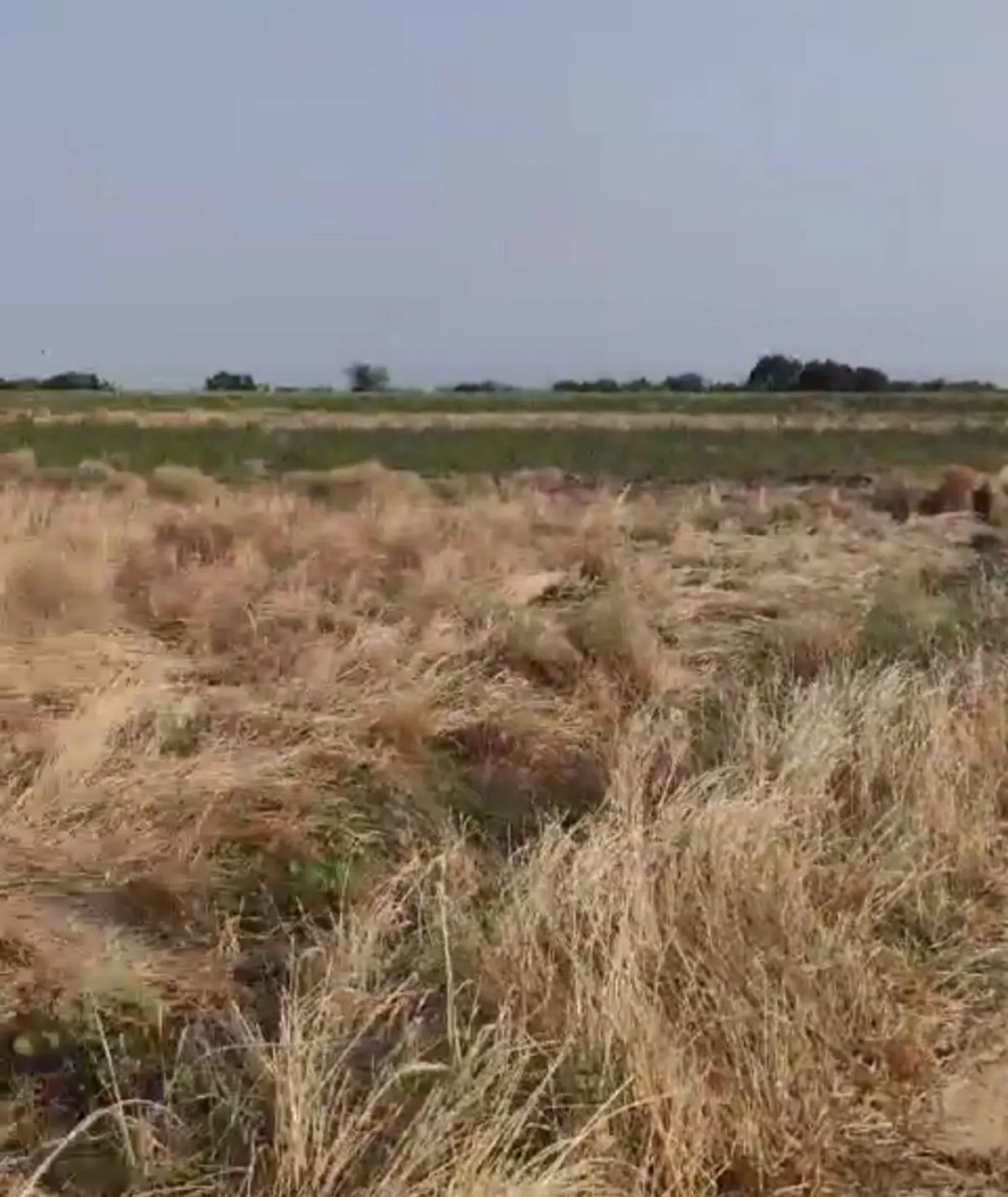 Tek Tapu Kadastrol Yola Cephe 3339 m2 Satılık Tarla - Büyük 4