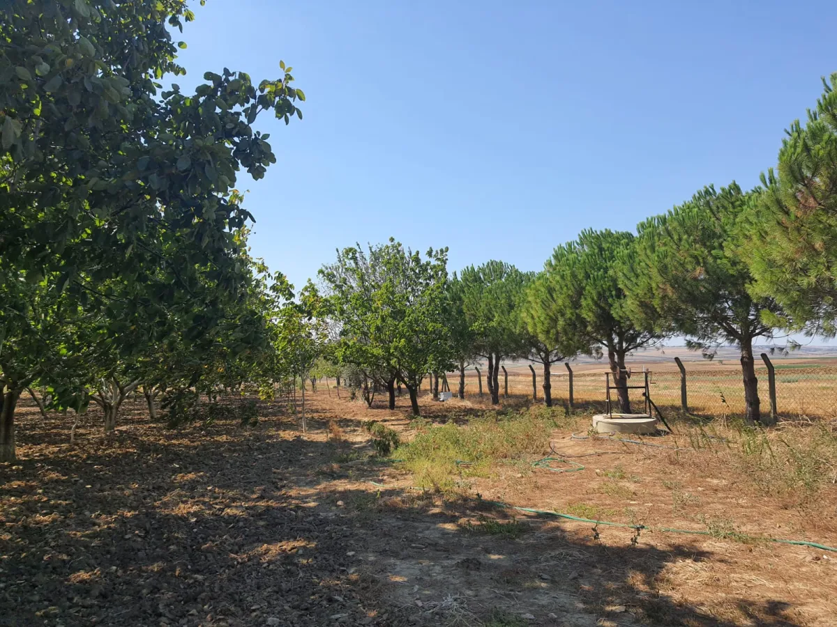 SİLİVRİ GÜMÜŞYAKADA 6759 M2 CEVİZ BAHÇESİ - Büyük 7