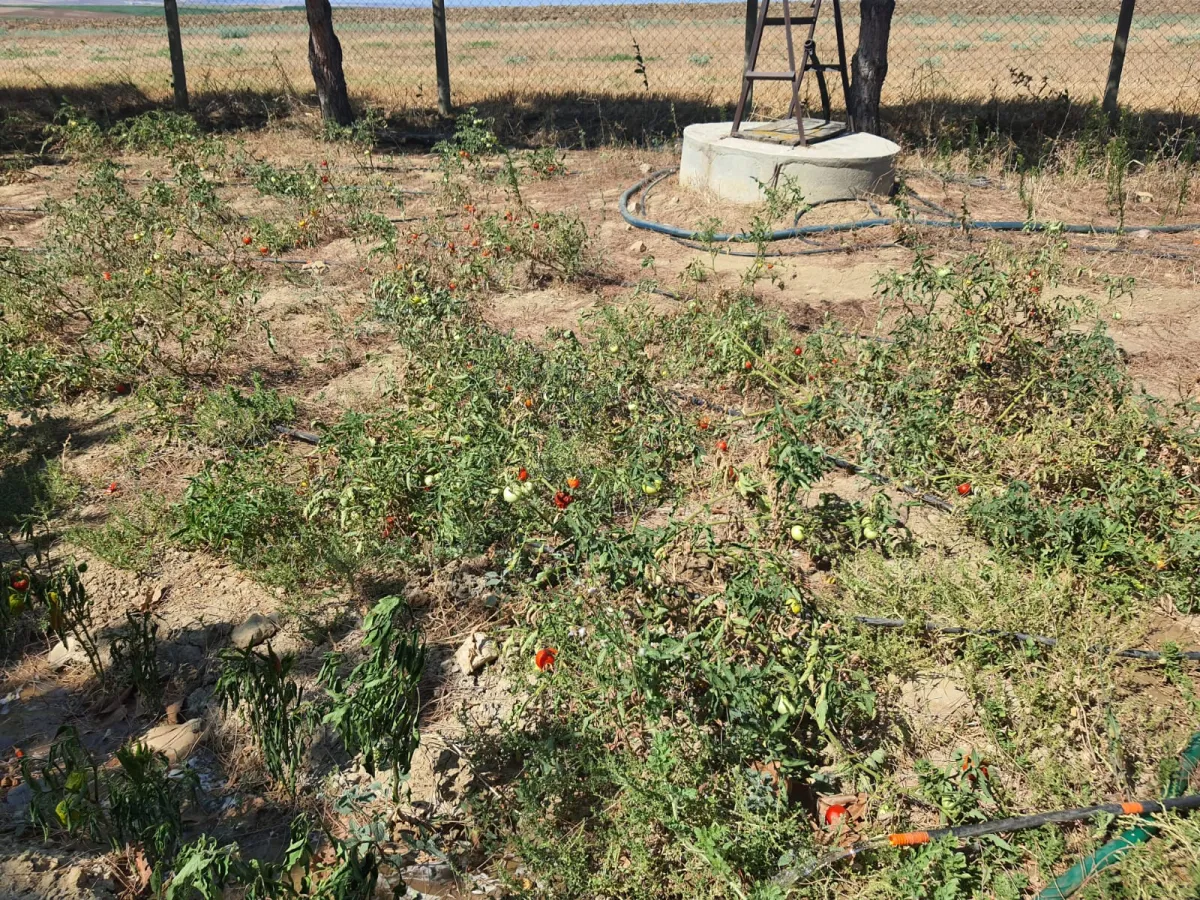 SİLİVRİ GÜMÜŞYAKADA 6759 M2 CEVİZ BAHÇESİ - Büyük 8
