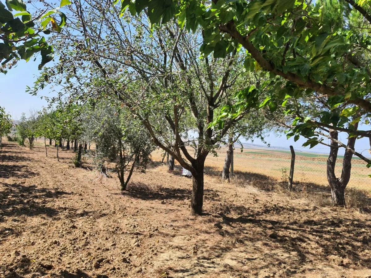 SİLİVRİ GÜMÜŞYAKADA 6759 M2 CEVİZ BAHÇESİ - Büyük 10