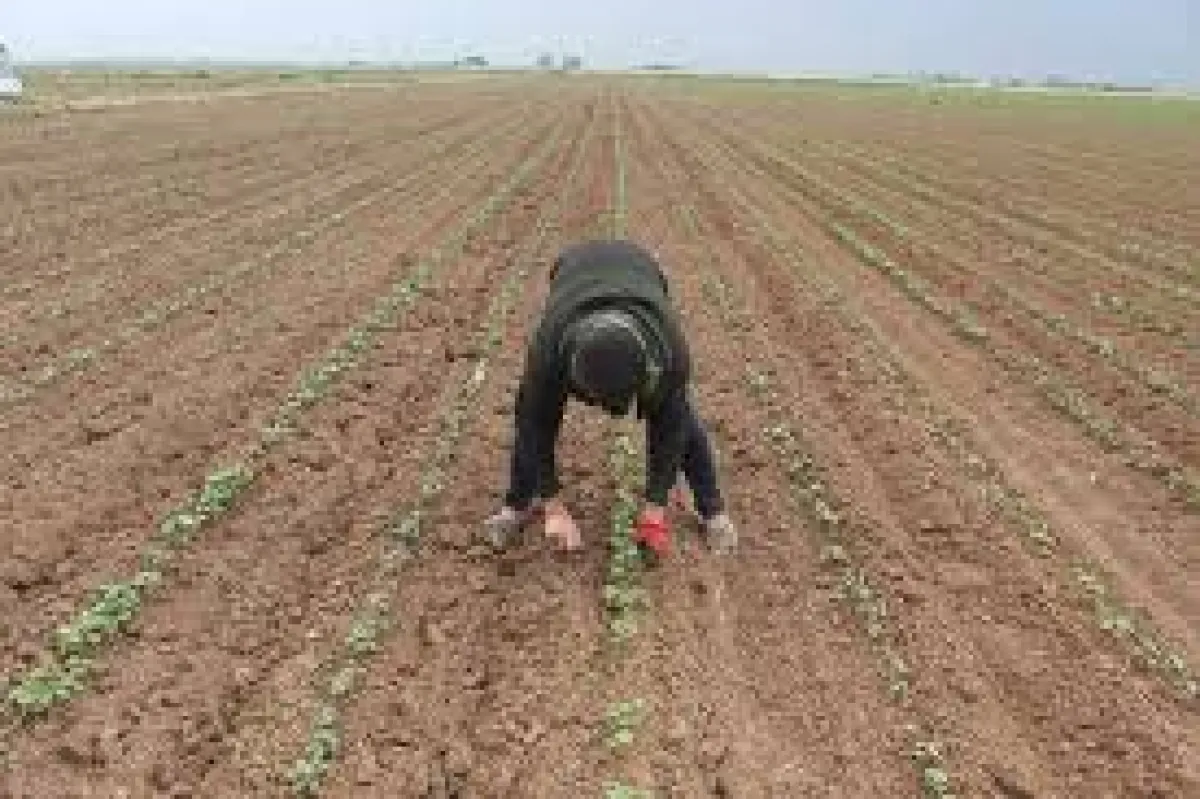 KUŞLAR YAYLASI MEVKİİNDE MÜSTAKİL TAPU HARİKA YER