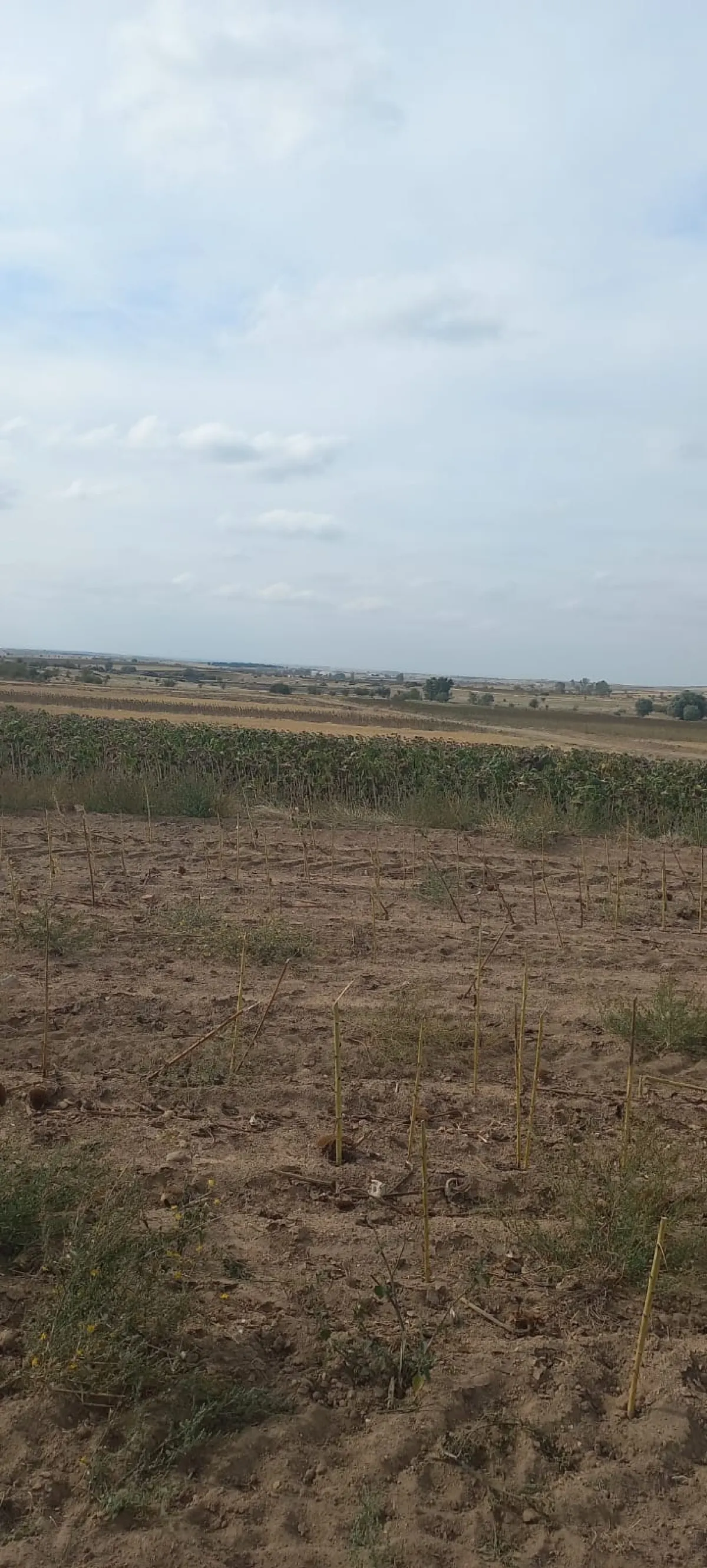 Edirne Süloğlu Tatarlar Köyü'nde Satılık 9.739m2 Tarla - Büyük 1