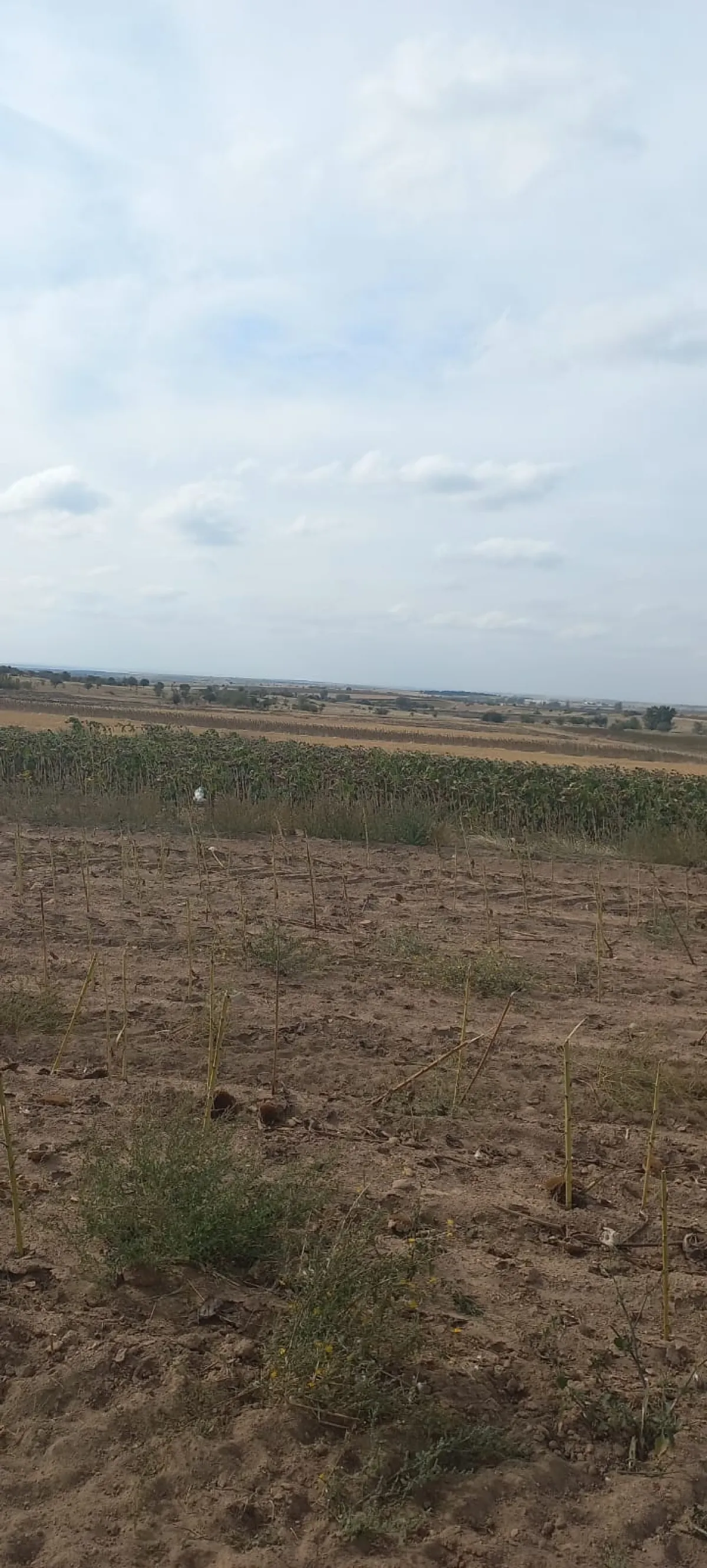 Edirne Süloğlu Tatarlar Köyü'nde Satılık 9.739m2 Tarla - Büyük 2