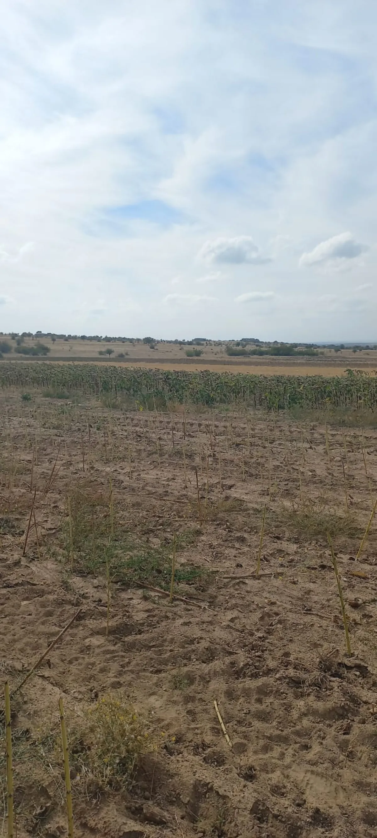 Edirne Süloğlu Tatarlar Köyü'nde Satılık 9.739m2 Tarla - Büyük 3