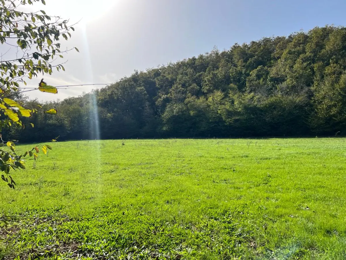 ÇATALCA ORMANLIDA SATILIK 2.457 M² TARLA - Büyük 3