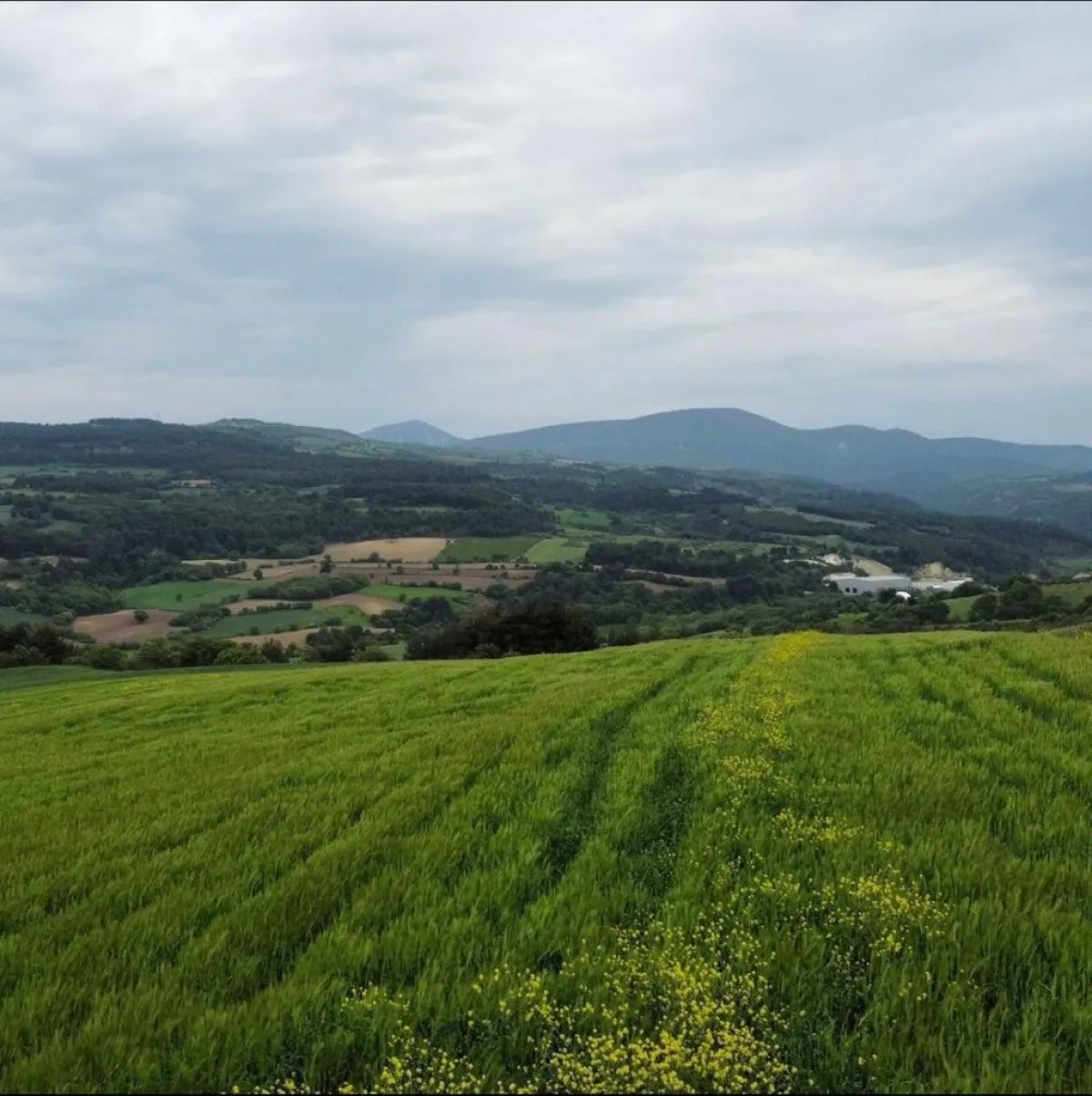 Çanakkale Merkezde Satılık Arazi - Büyük 4