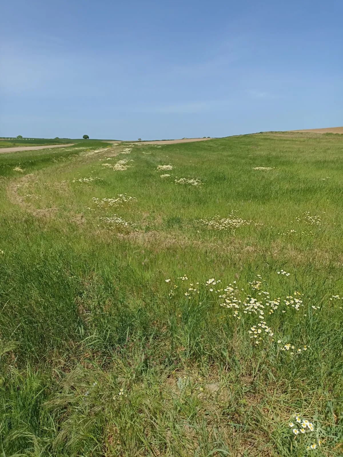 Tekirdağ Saray'da 7.182 M² Satılık Tarla - Büyük 1