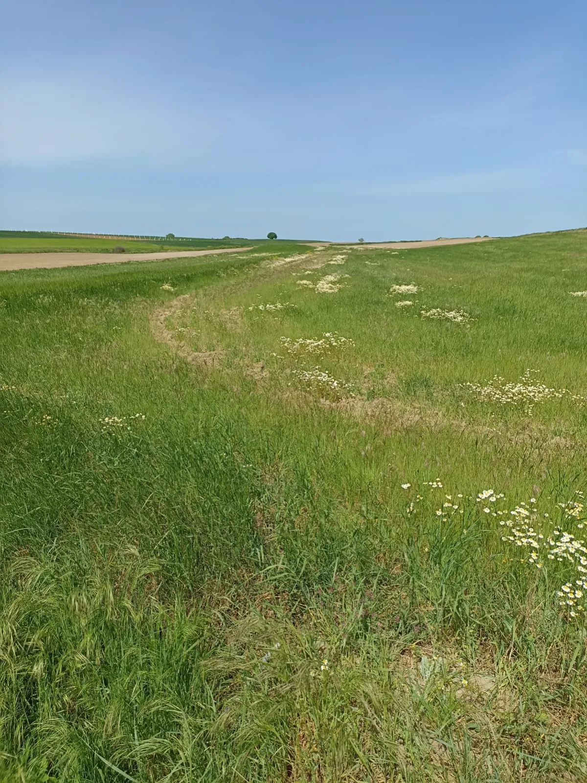 Tekirdağ Saray'da 7.182 M² Satılık Tarla - Büyük 2