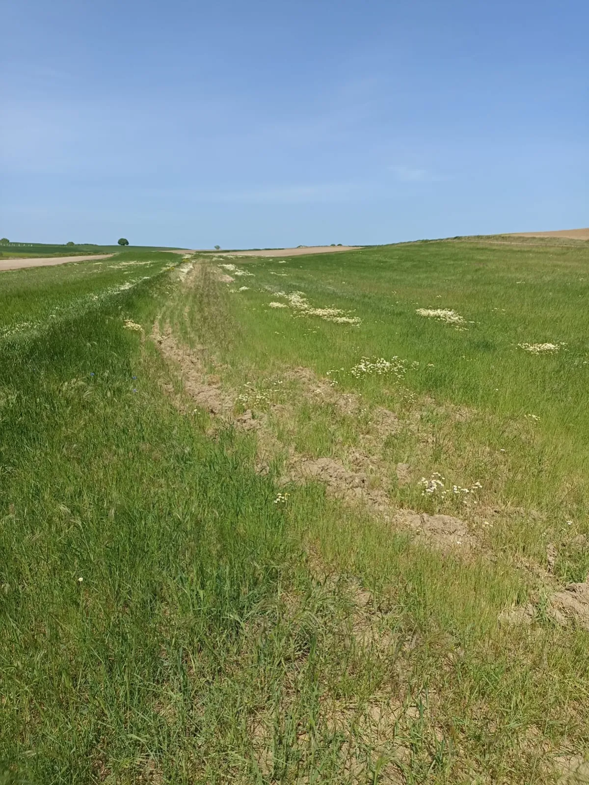 Tekirdağ Saray'da 7.182 M² Satılık Tarla - Büyük 4