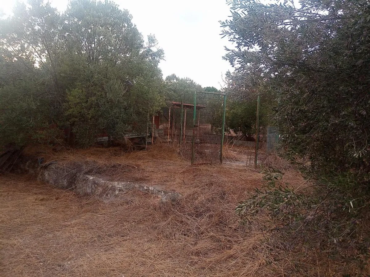 İZMİR DİKİLİDE SATILIK 164.600 M² ZEYTİNLİK - Büyük 1