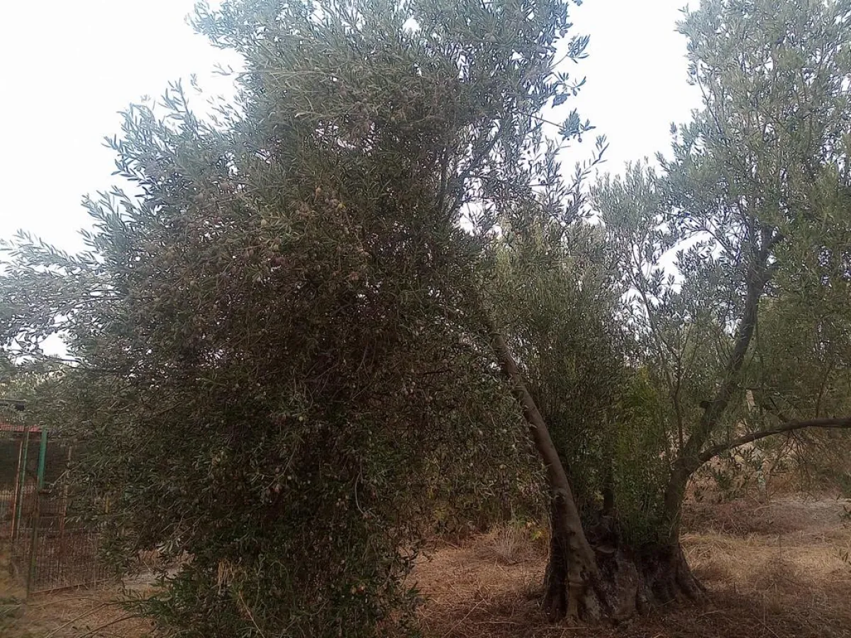 İZMİR DİKİLİDE SATILIK 164.600 M² ZEYTİNLİK - Büyük 2