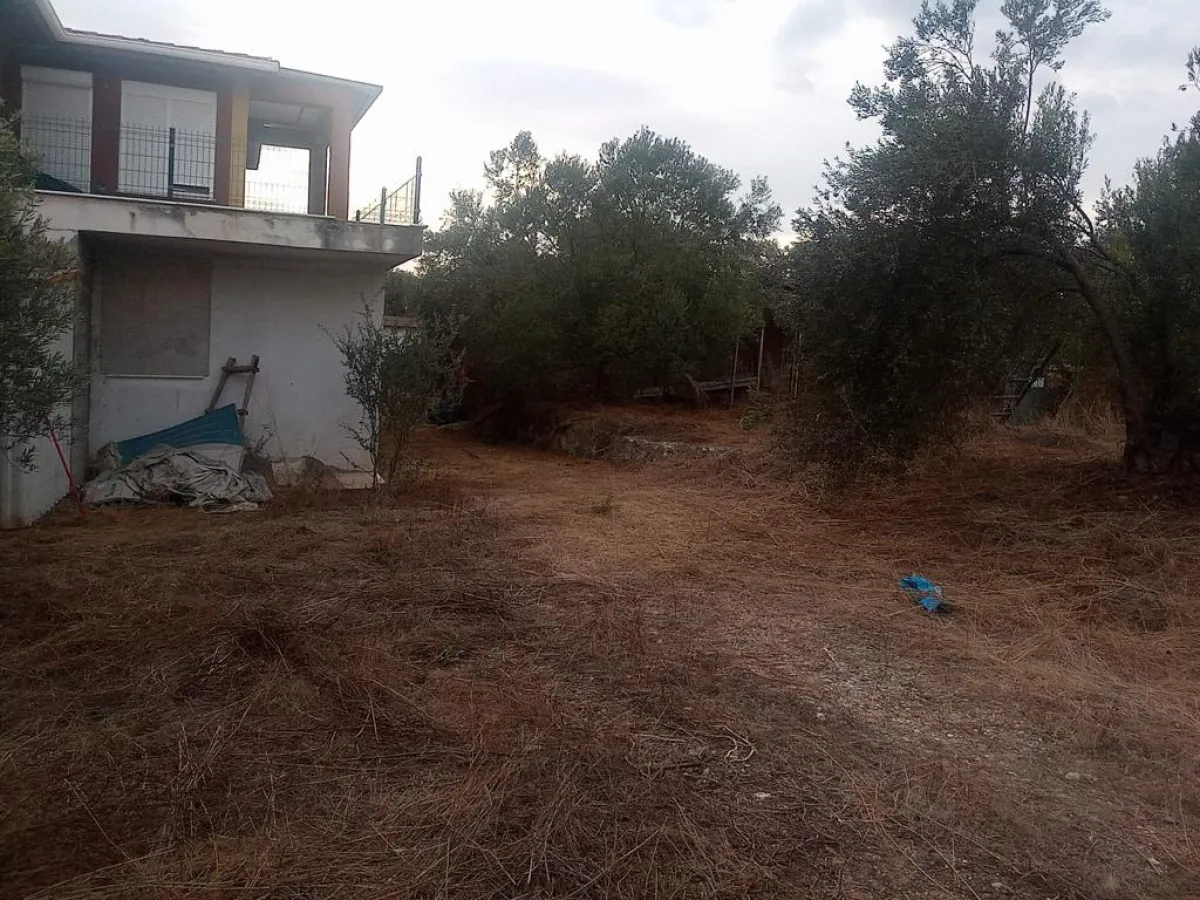 İZMİR DİKİLİDE SATILIK 164.600 M² ZEYTİNLİK - Büyük 3