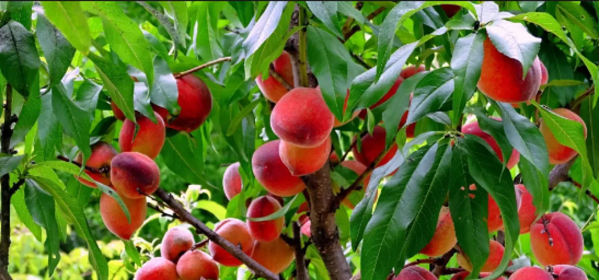 Sakarya Pamukova'da Satılık Şeftali Bah&ccedil;esi