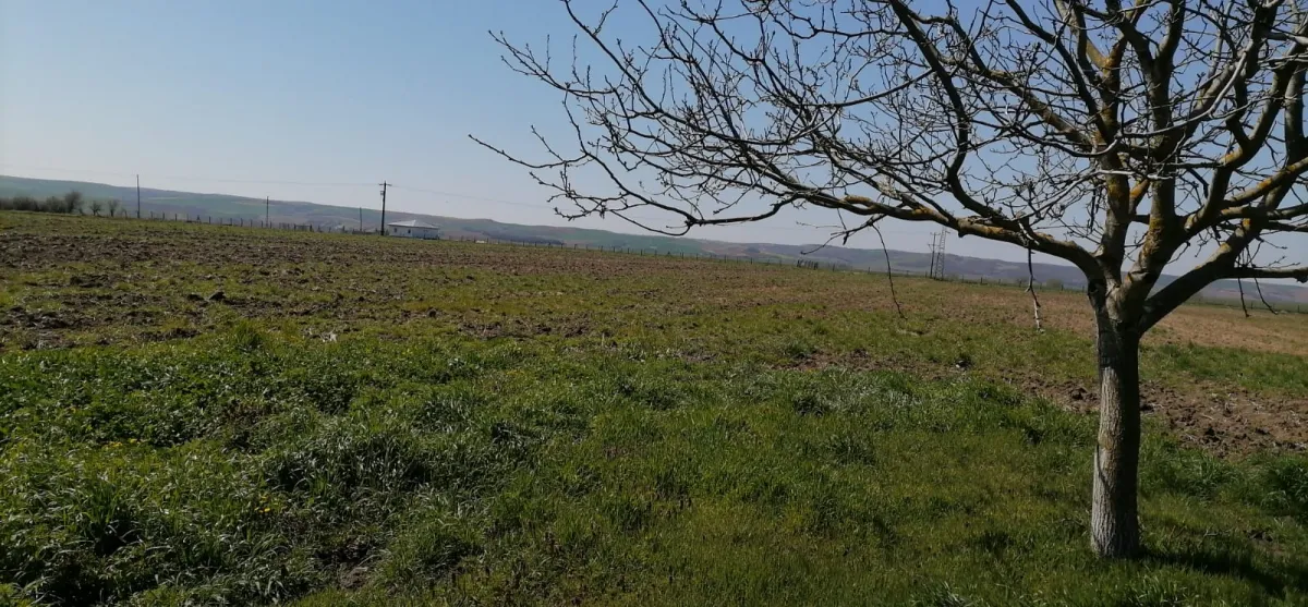 KIRKKEPENEKLİ KÖYÜNDE ÇİFLİK EVİ - Büyük 3