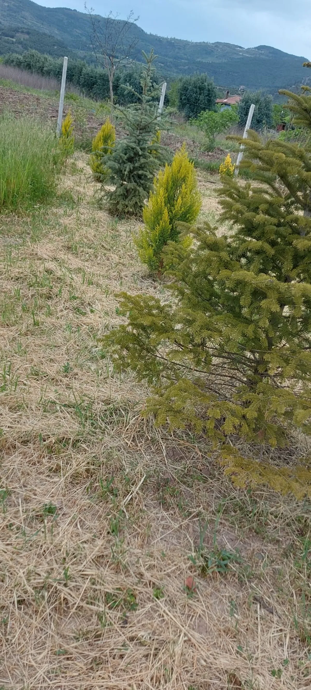 Sakarya Pamukova Bacıköy'de Satılık Bağ Bahçe - Büyük 1
