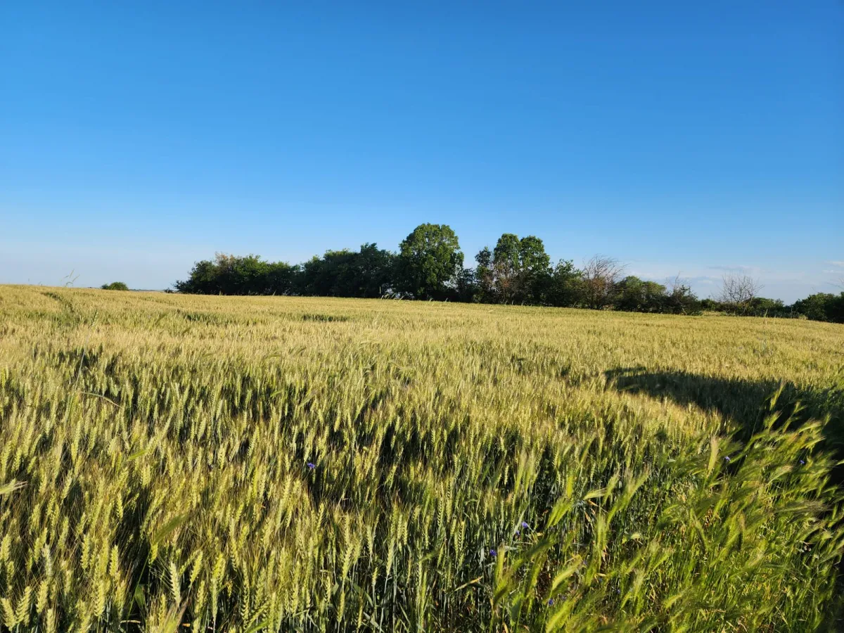 Edirne Lalapaşa Küçünlü'de Tek Tapu Tarla Araç Takası Olur - Büyük 8