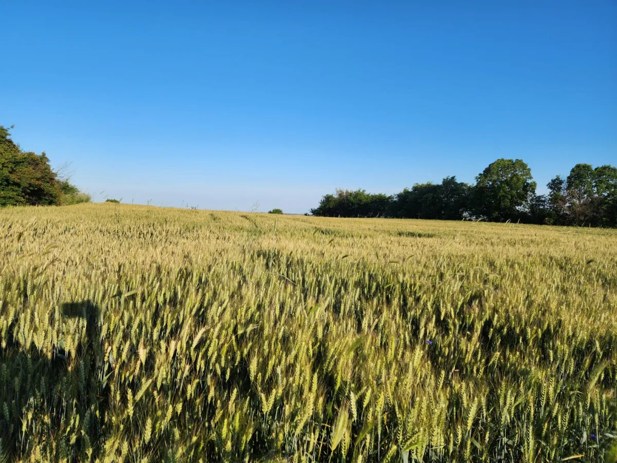 Edirne Lalapaşa Küçünlü'de Tek Tapu Tarla Araç Takası Olur - Büyük 9